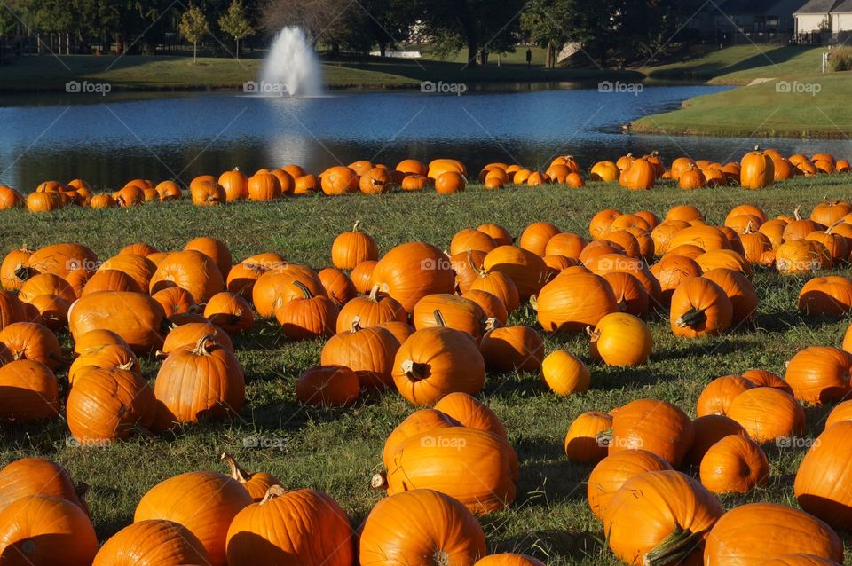 Close-up of pumkins on field