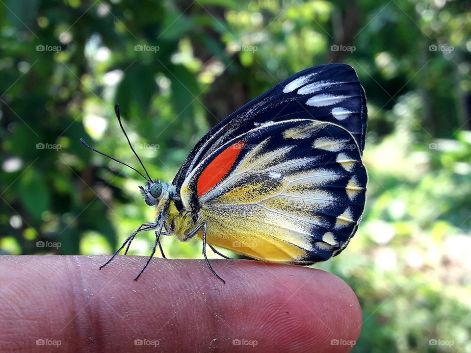 A beautiful colours butterfly sitting on a finger