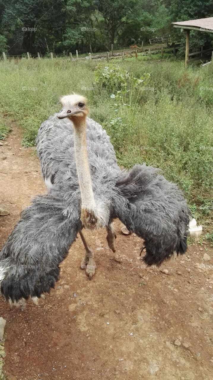Ostrich in a farm 