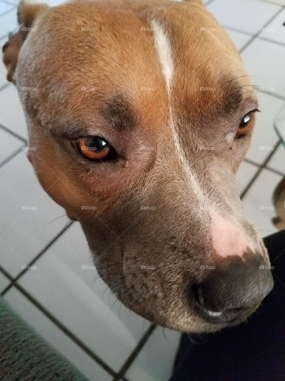close up of brown pitbull face