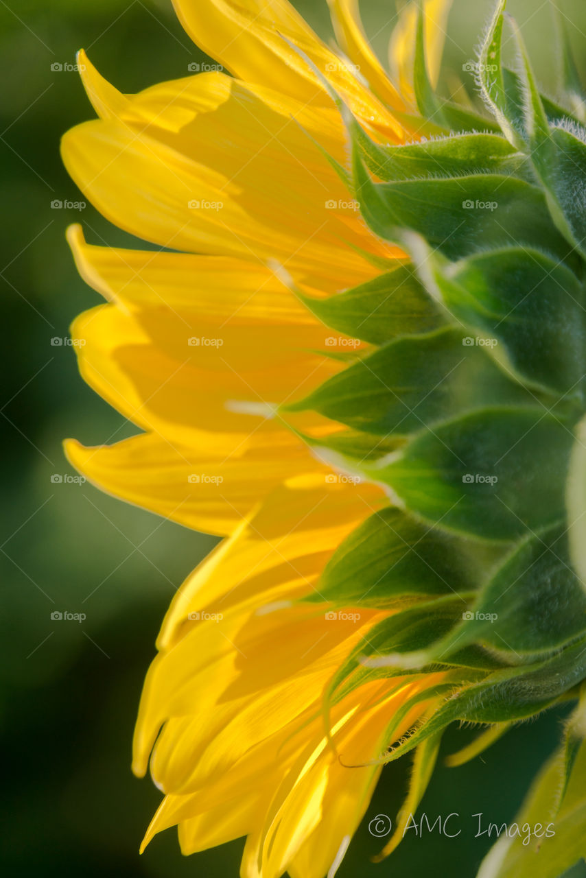 Rear view of a blooming sunflower in Wisconsin