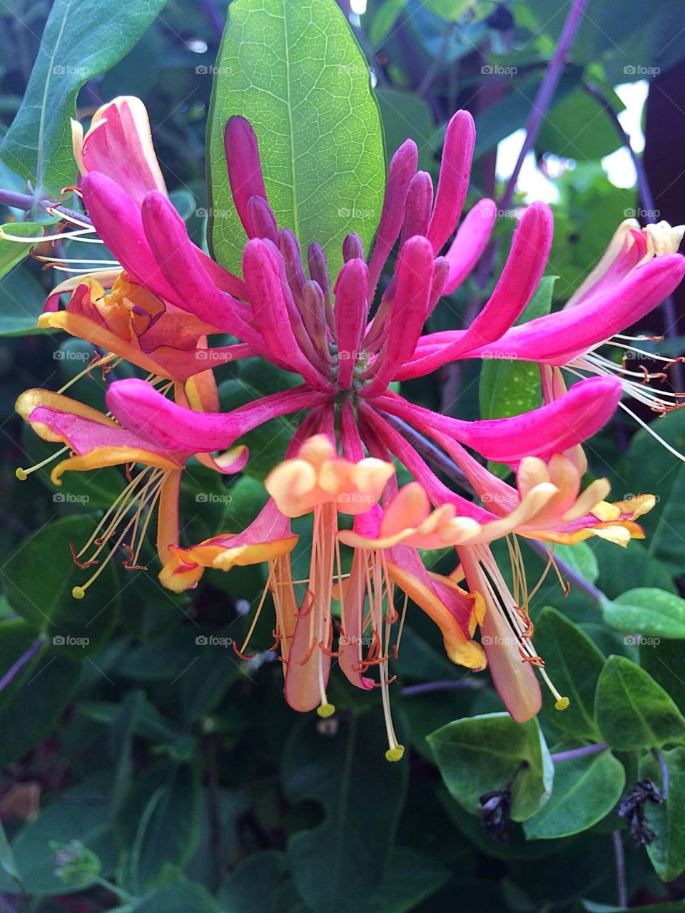 Honeysuckle closeup 
