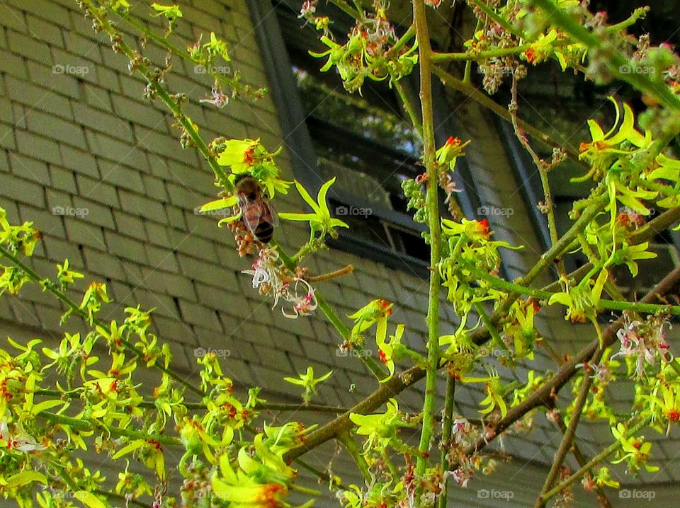 worker bee in a tree