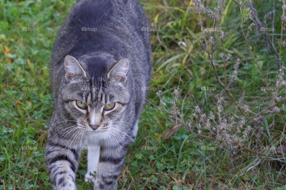 A grey tabby walking in the grass, tagging along behind 