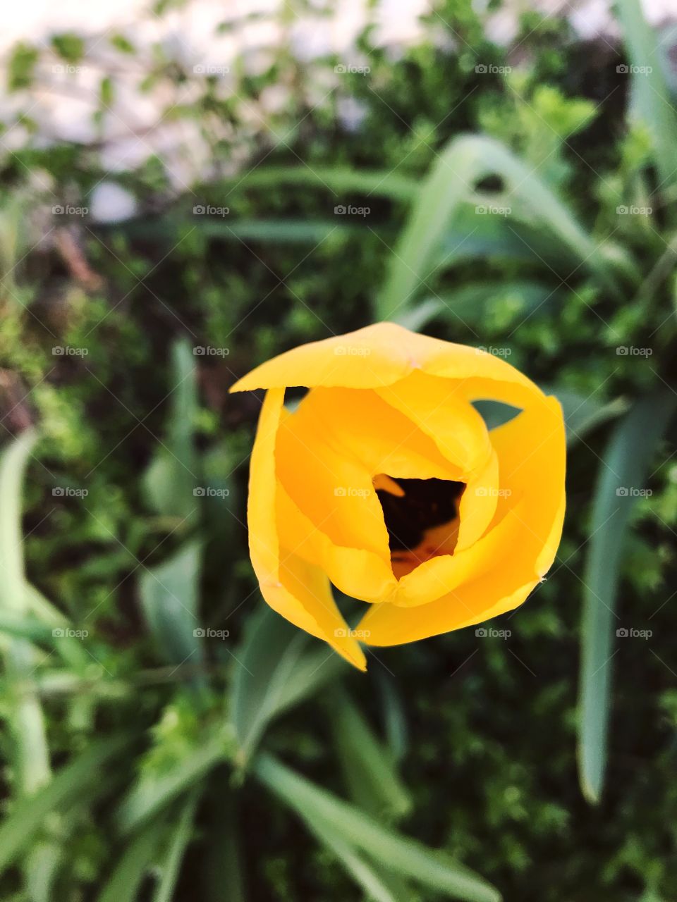 Tulip 