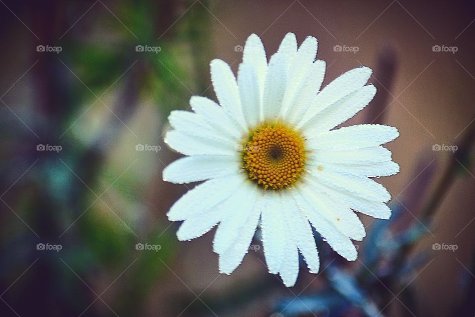 Close-up of white daisy flower