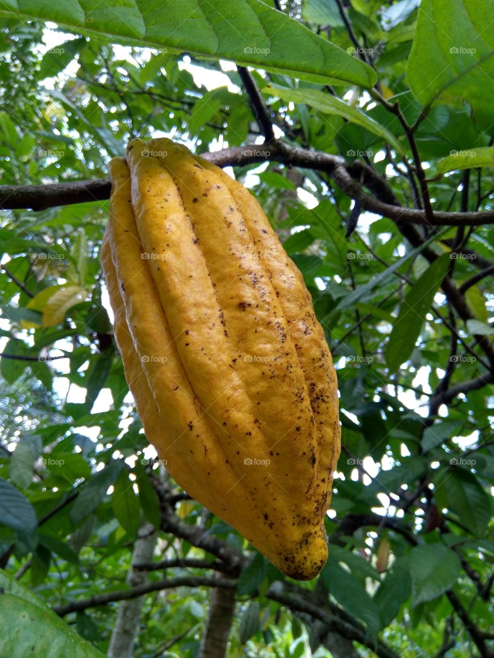 cacao...