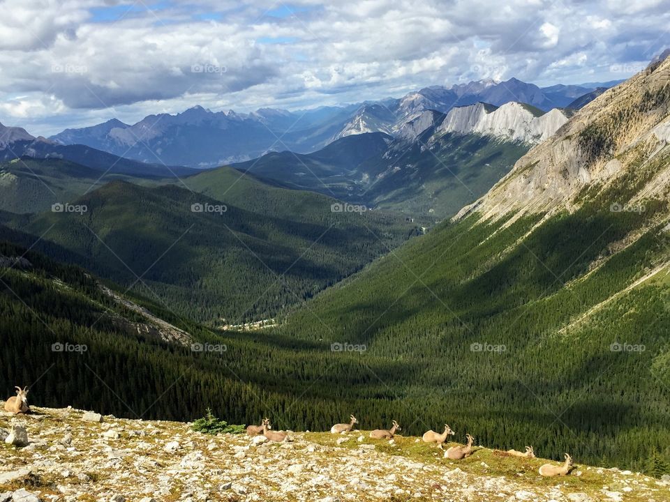 a group of mountains goats grazing and enjoying the view of the Canadian Rockies along the Sulphur Skyline Trail