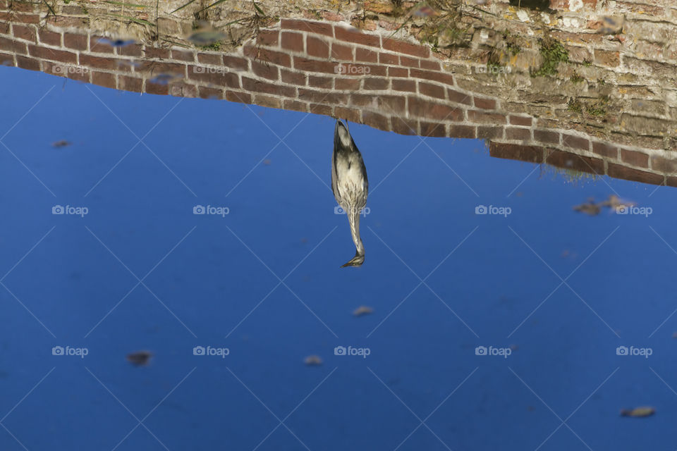 Reflection of a heron in the lake water