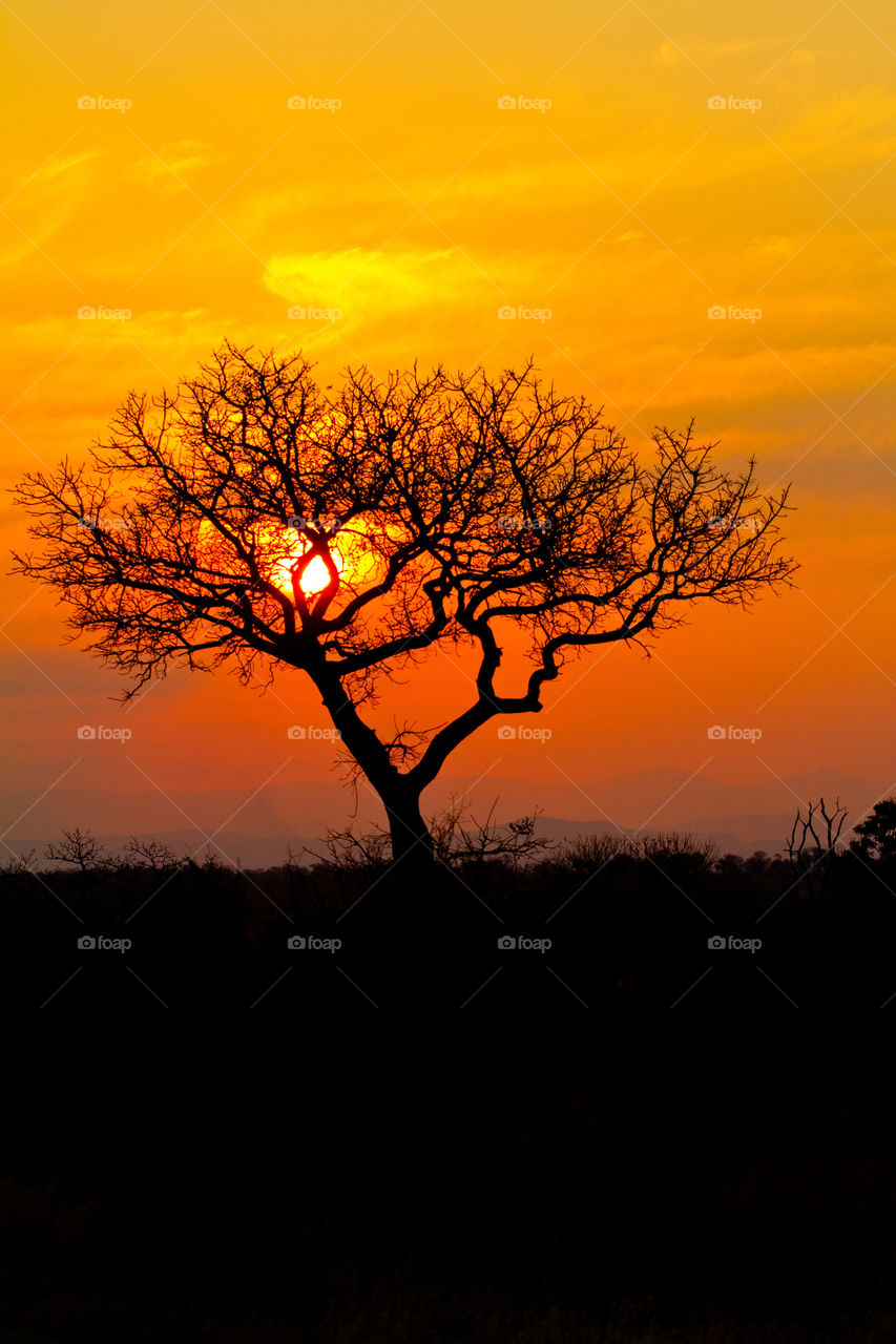 Rule of thirds for this beautiful sunset image in the African bushveld. Image of a sun setting behind a tree with orange skies.