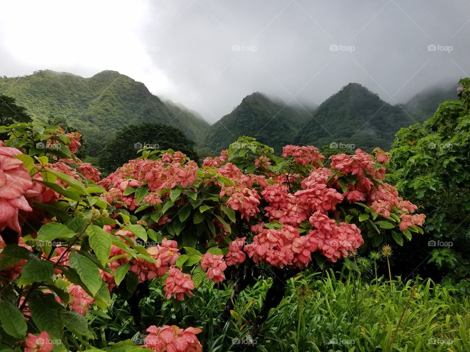 Exotic flowers