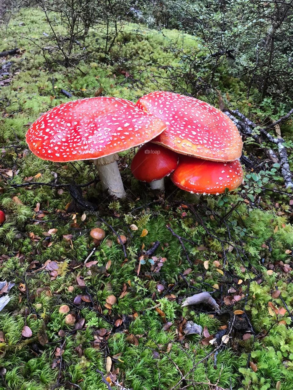 Toadstools 