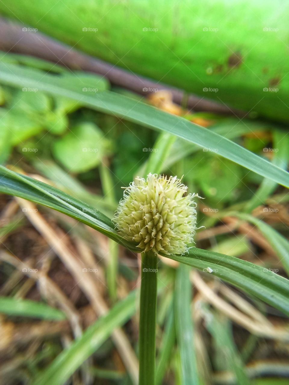 grass flower