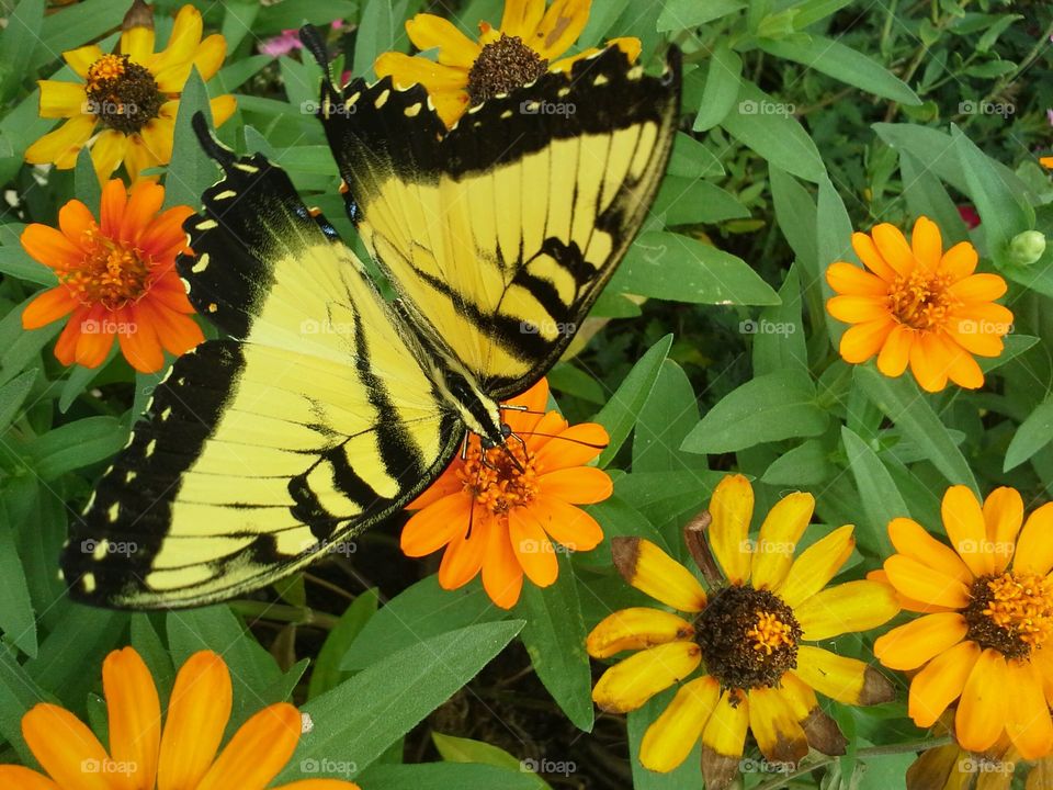 Butterfly in flowers
