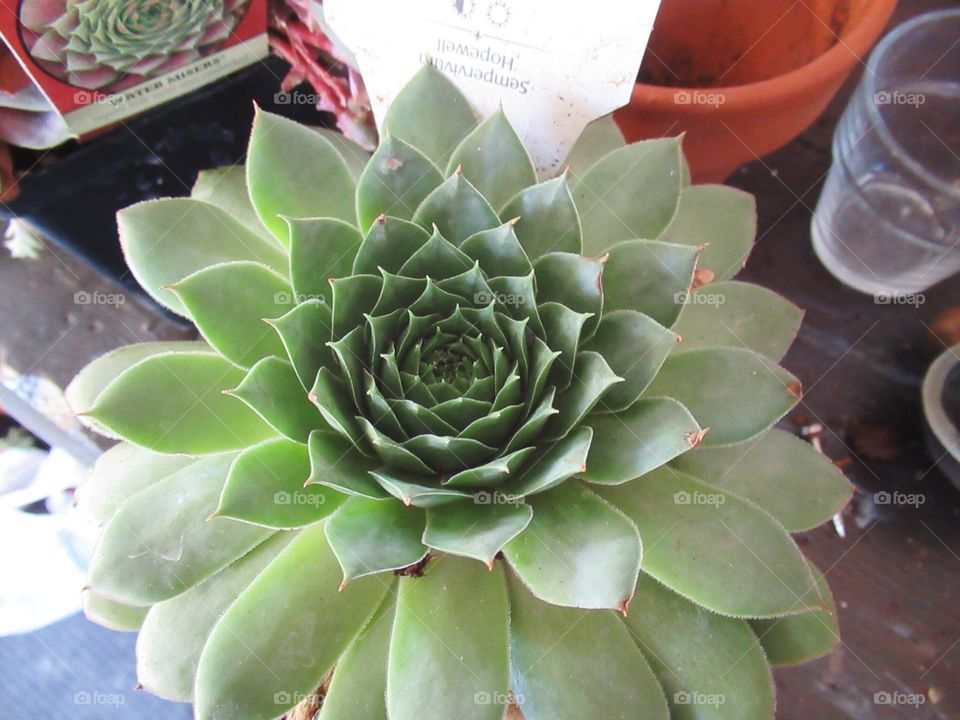 Beautiful, fresh summer succulent. The only question is whether to put it in a pot or in the garden. 
