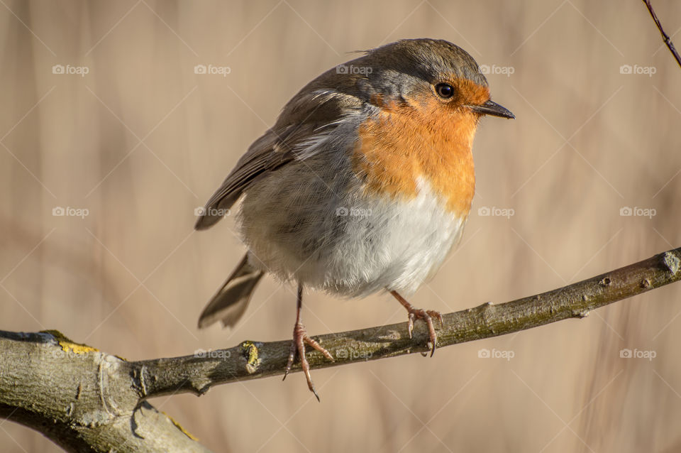 A gorgeous little robin enjoying the winter sunshine at an RSPB reserve in Conwy, Wales. 