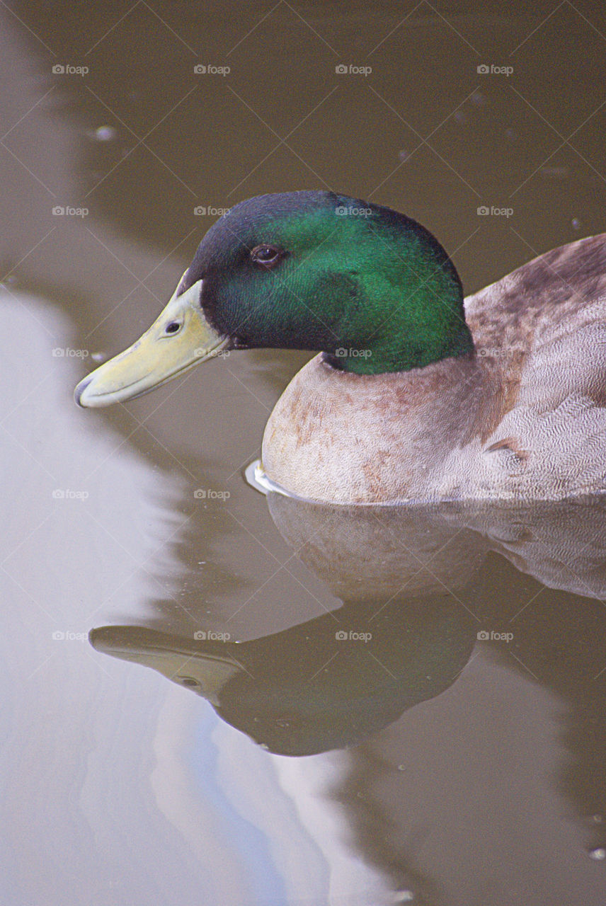Reflective Duck