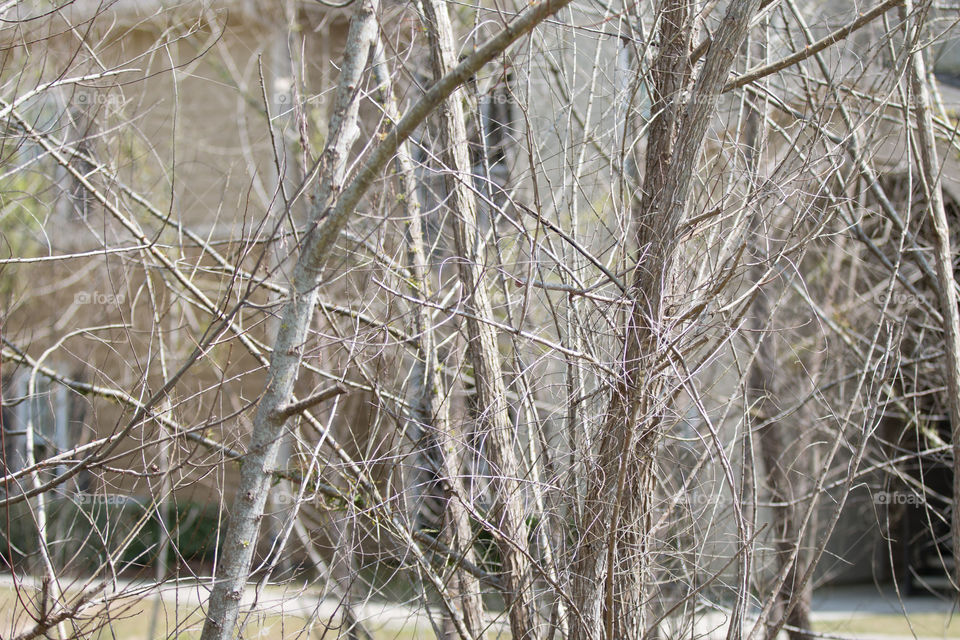 Nature, Winter, Tree, Snow, Wood