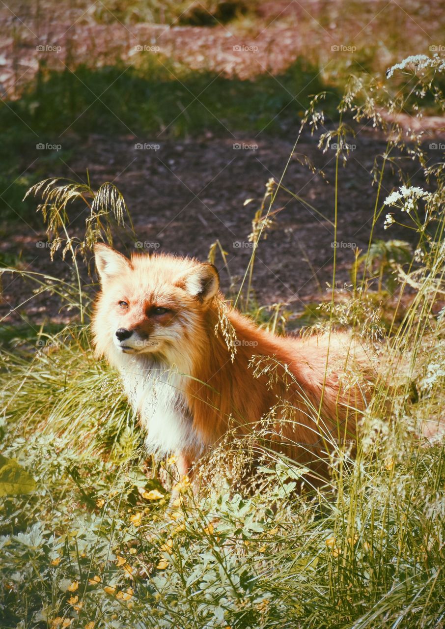 Close-up of fox on field