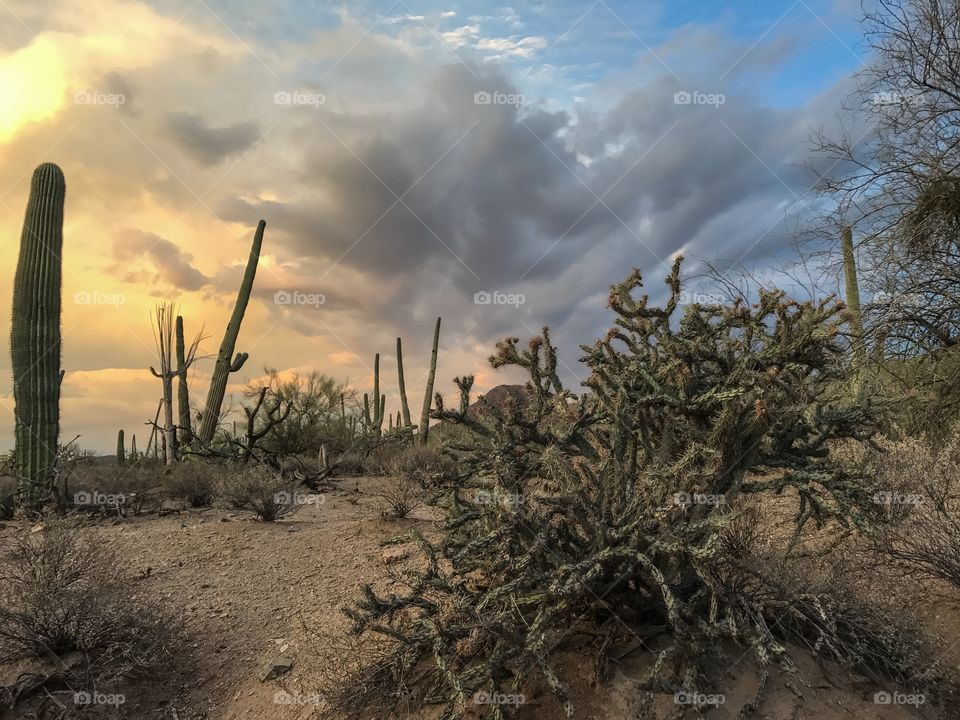 Desert Sunset Landscape 