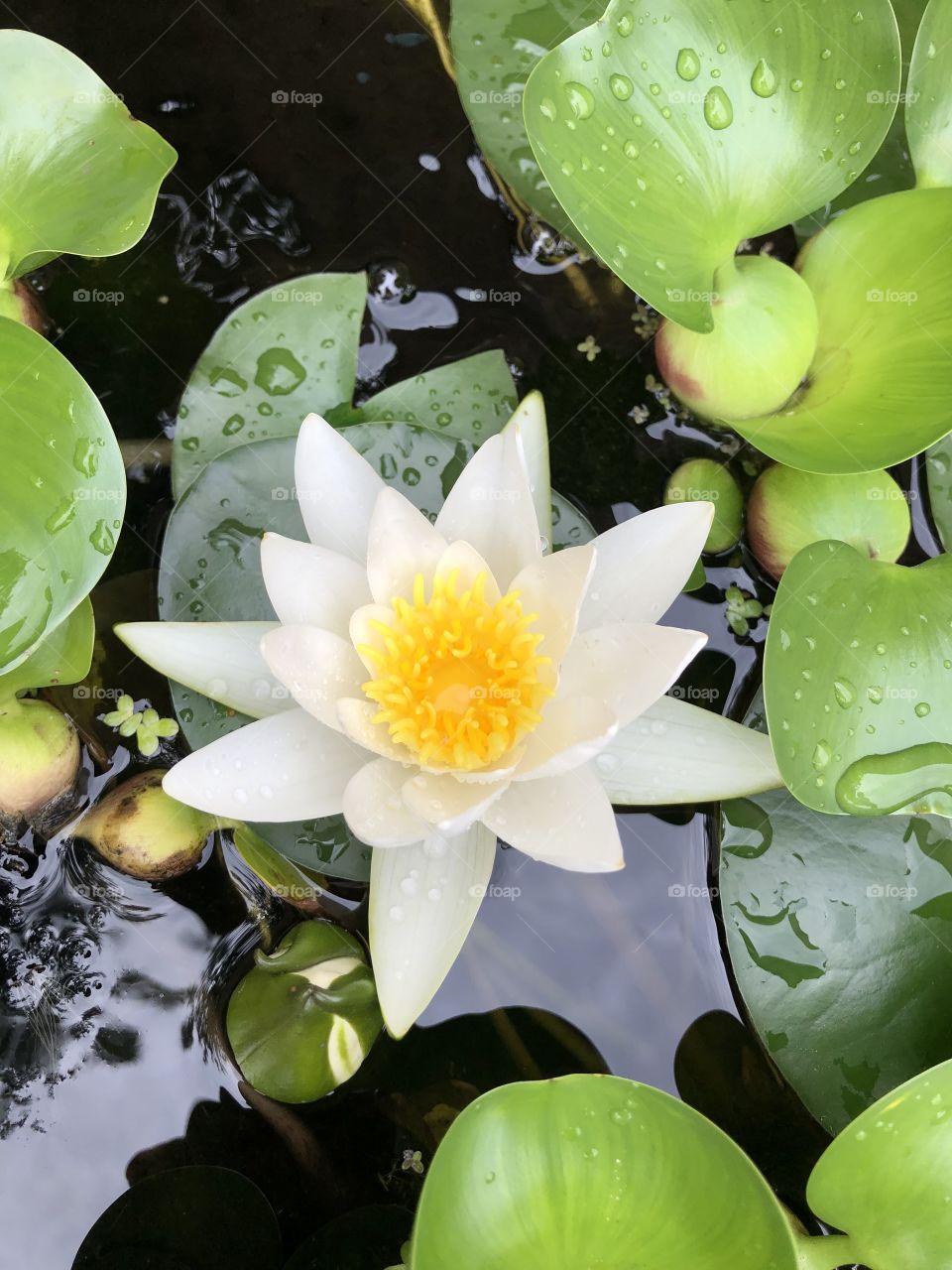 White Pond Lilly blossom