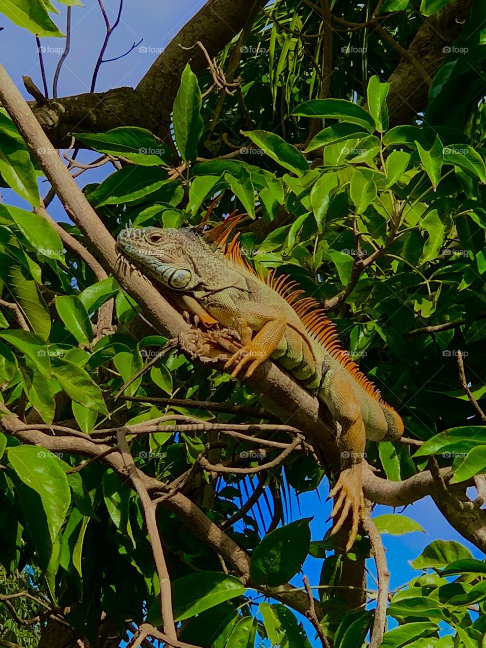 Iguana tomando el sol tranquilamente