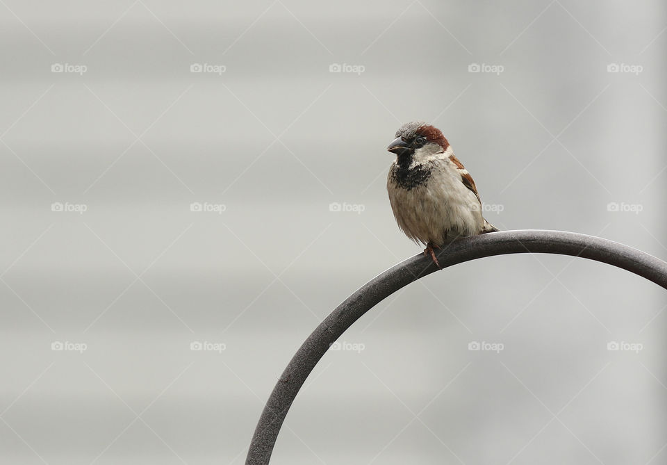 Brown grey house Sparrow on an iron black garden hook