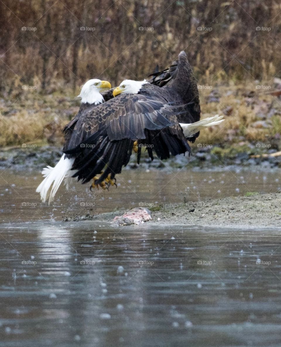 Eagle conflict