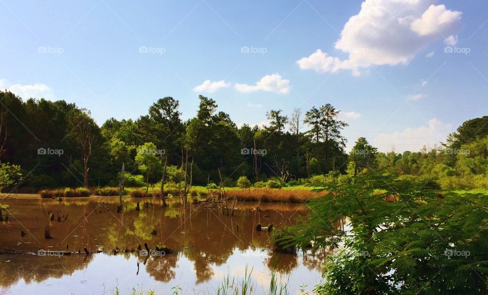 Reflection of trees in lake on forest