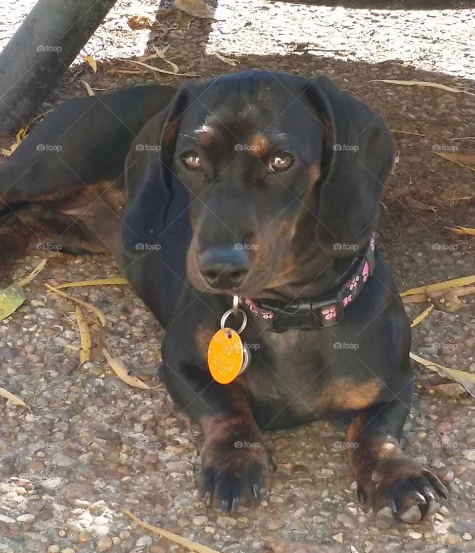 mia. just waiting to take a good picture of Mia relaxing outside. 