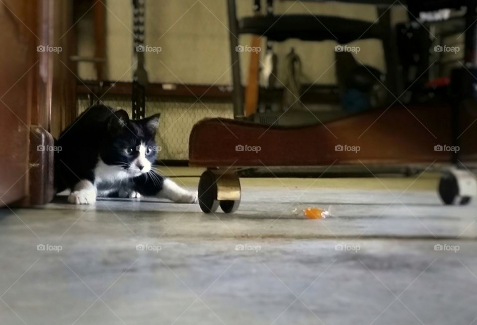 Black and White Kitten in Action