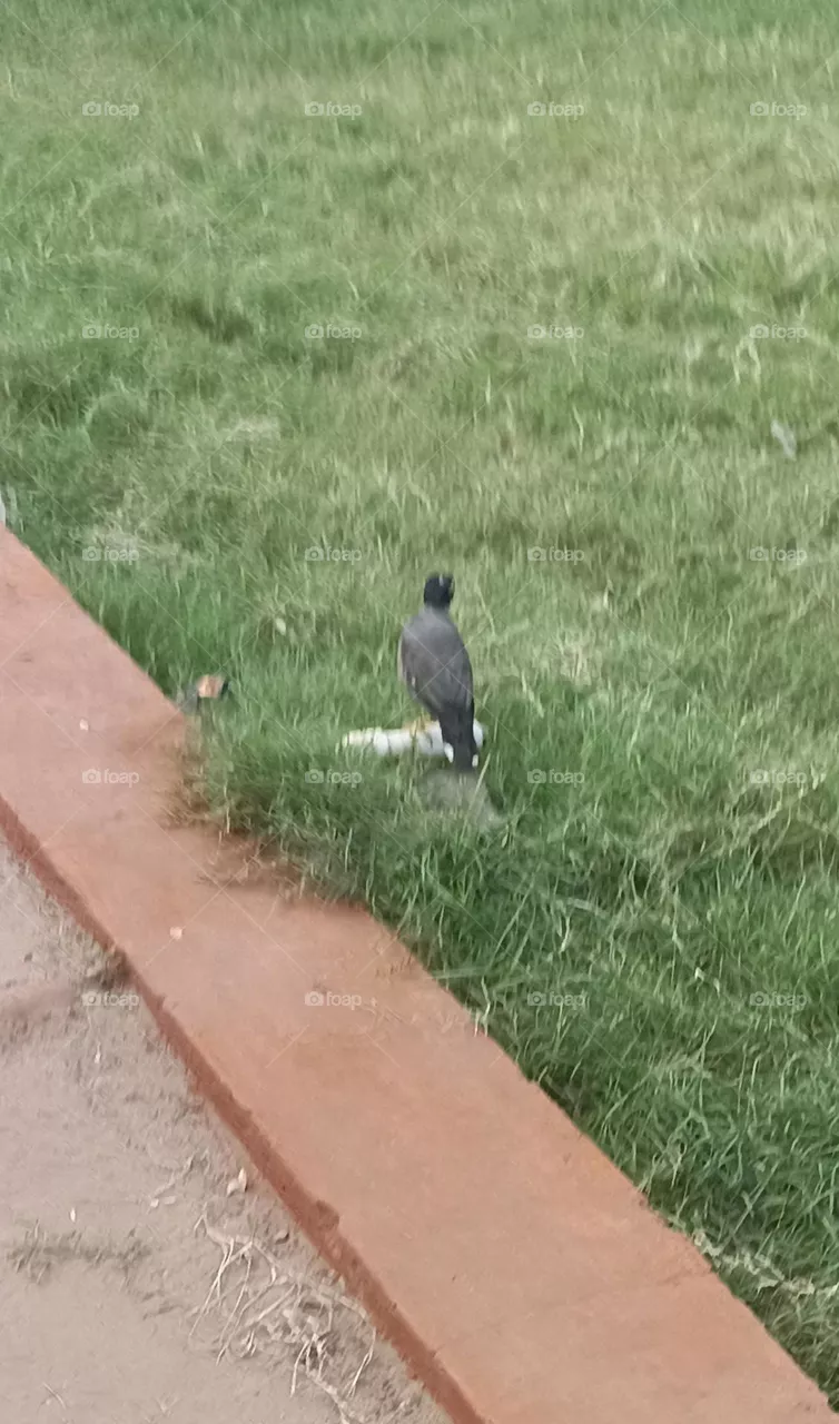 Myna