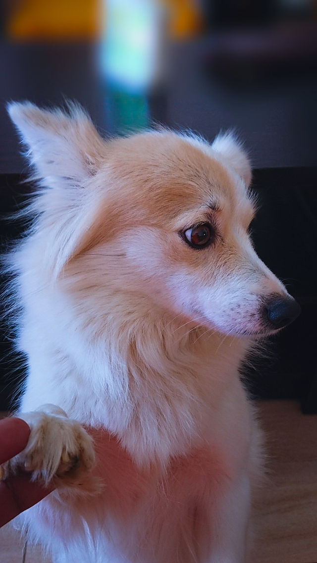 beautiful dog pappy