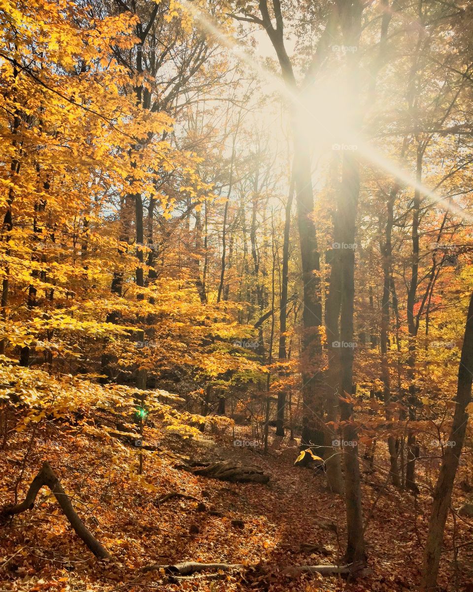 Autumn trees in forest