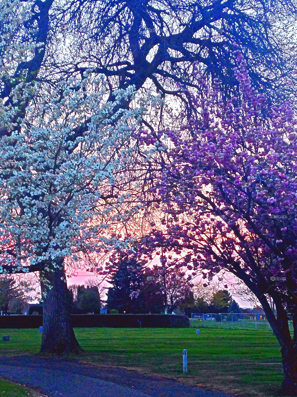 Spring blossoms . Trees blooming 