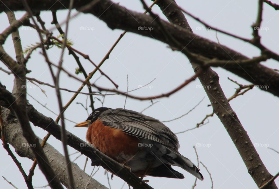 American Robin in tree