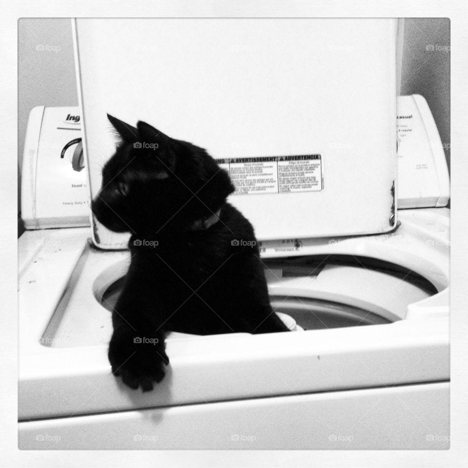 Marley in the washer