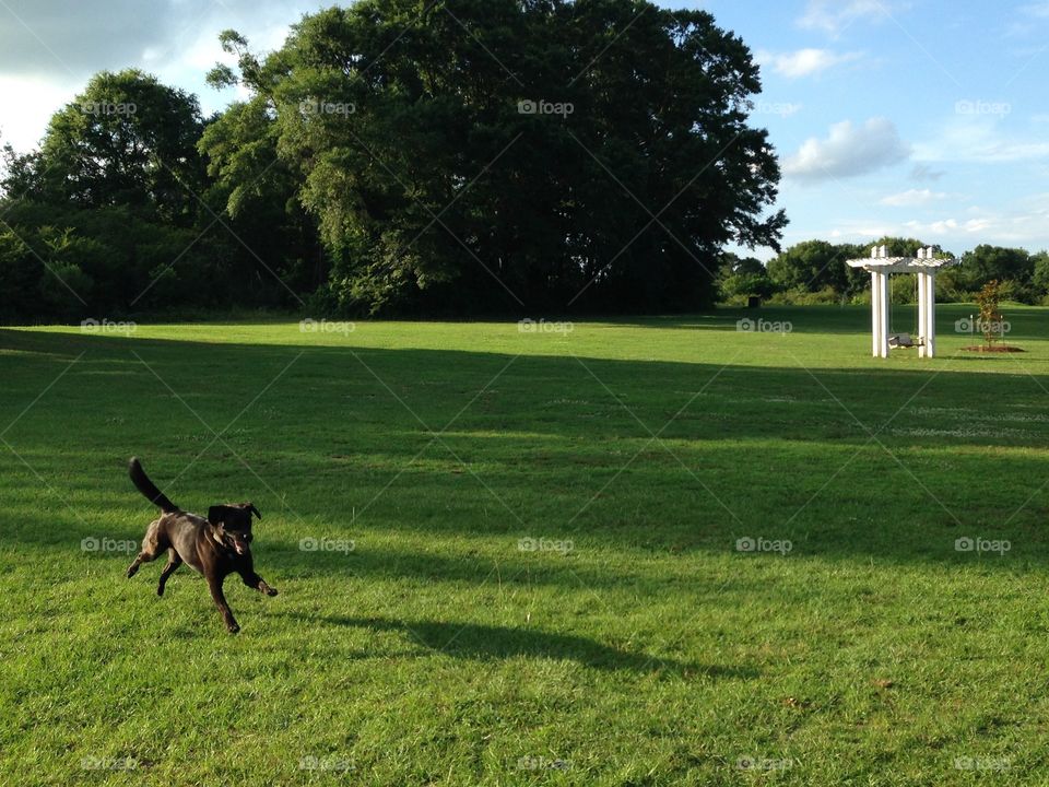 Jackson, the happiest black lab, frolics about a park on a sunny day. 