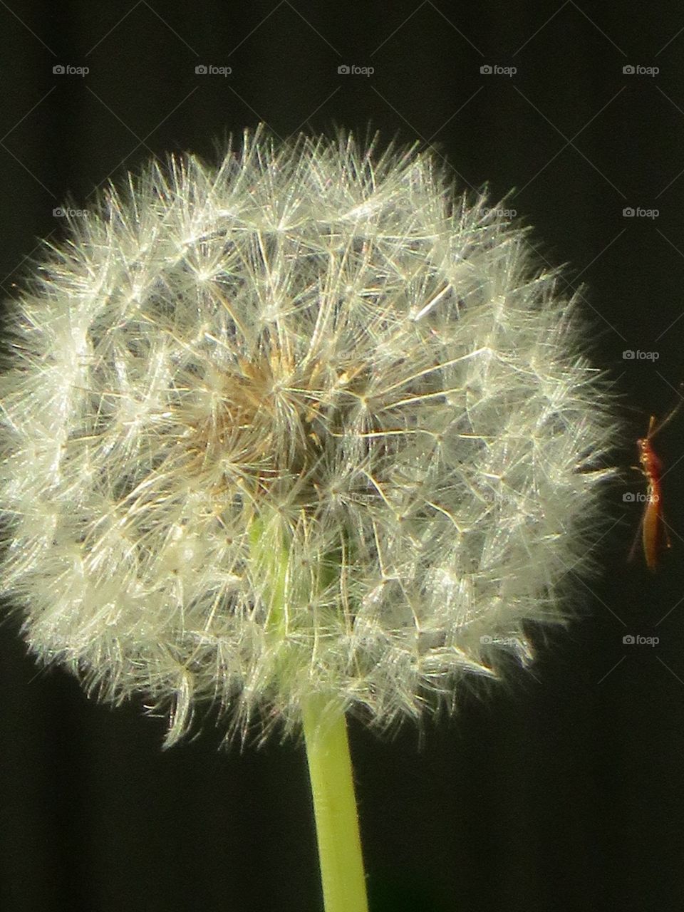 Little bug on a dandelion