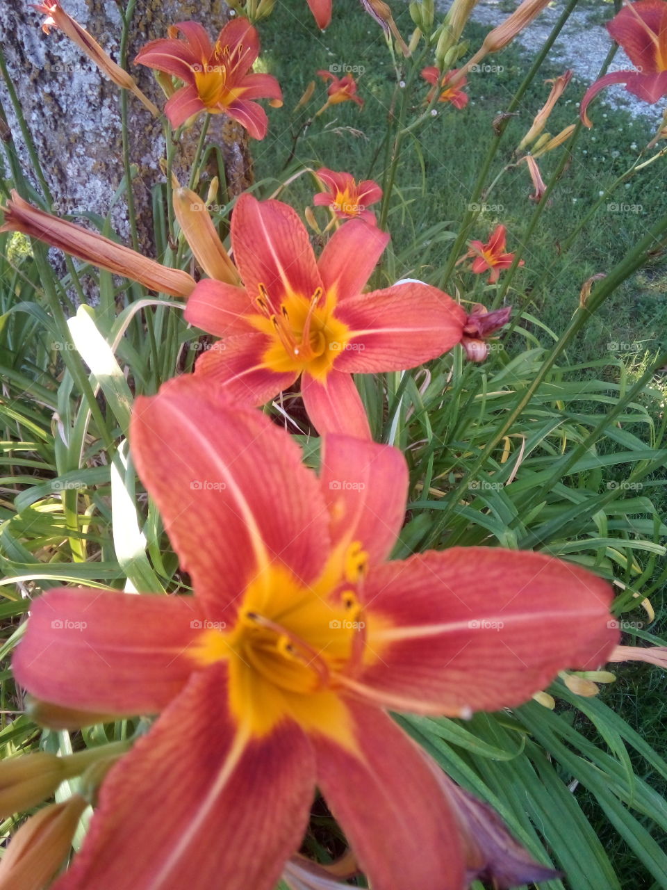 may God Bless you with with beauty all around, may your life blossom as these lillies.