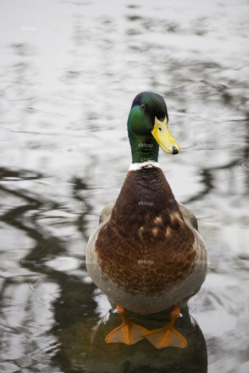 Portrait of mallard duck