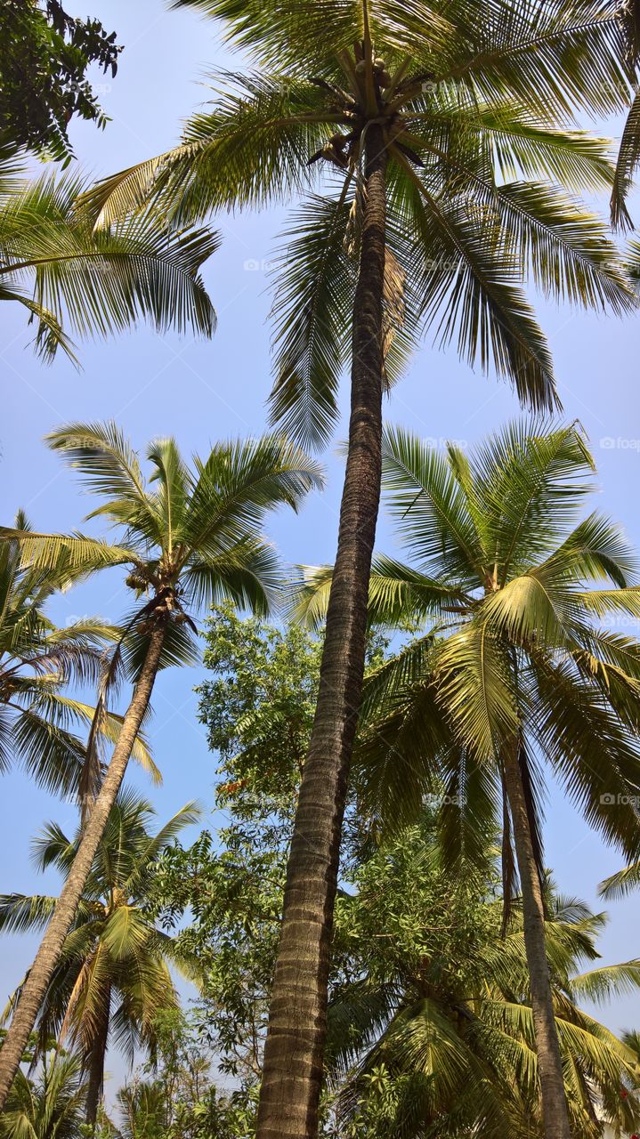 beautiful coconut tree picture