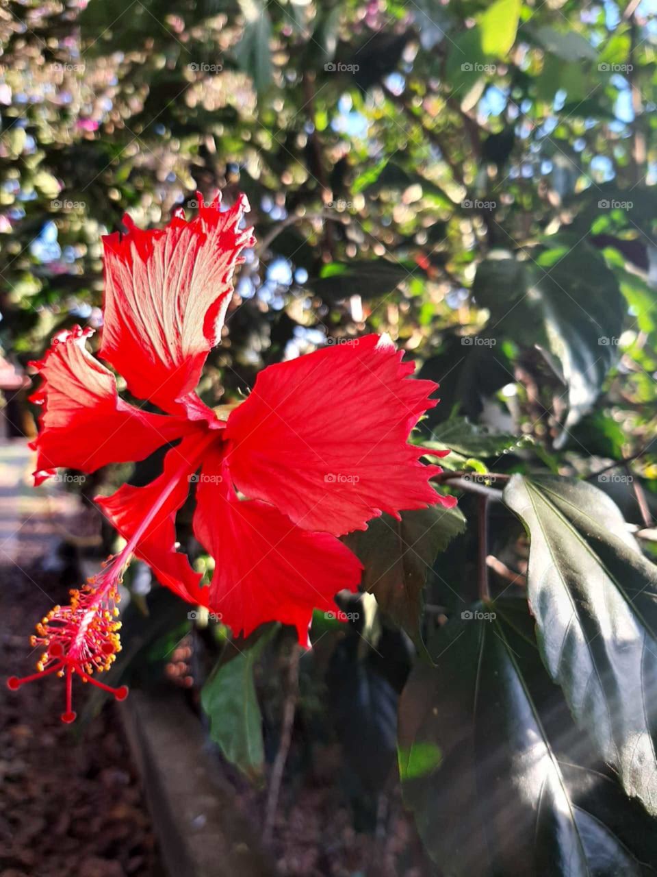A riqueza do Hibisco, como se fosse uma rainha com sua coroa.