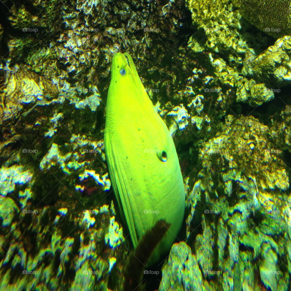 Moray eel. A visit to the Henry Dorley Zoo and aquarium.