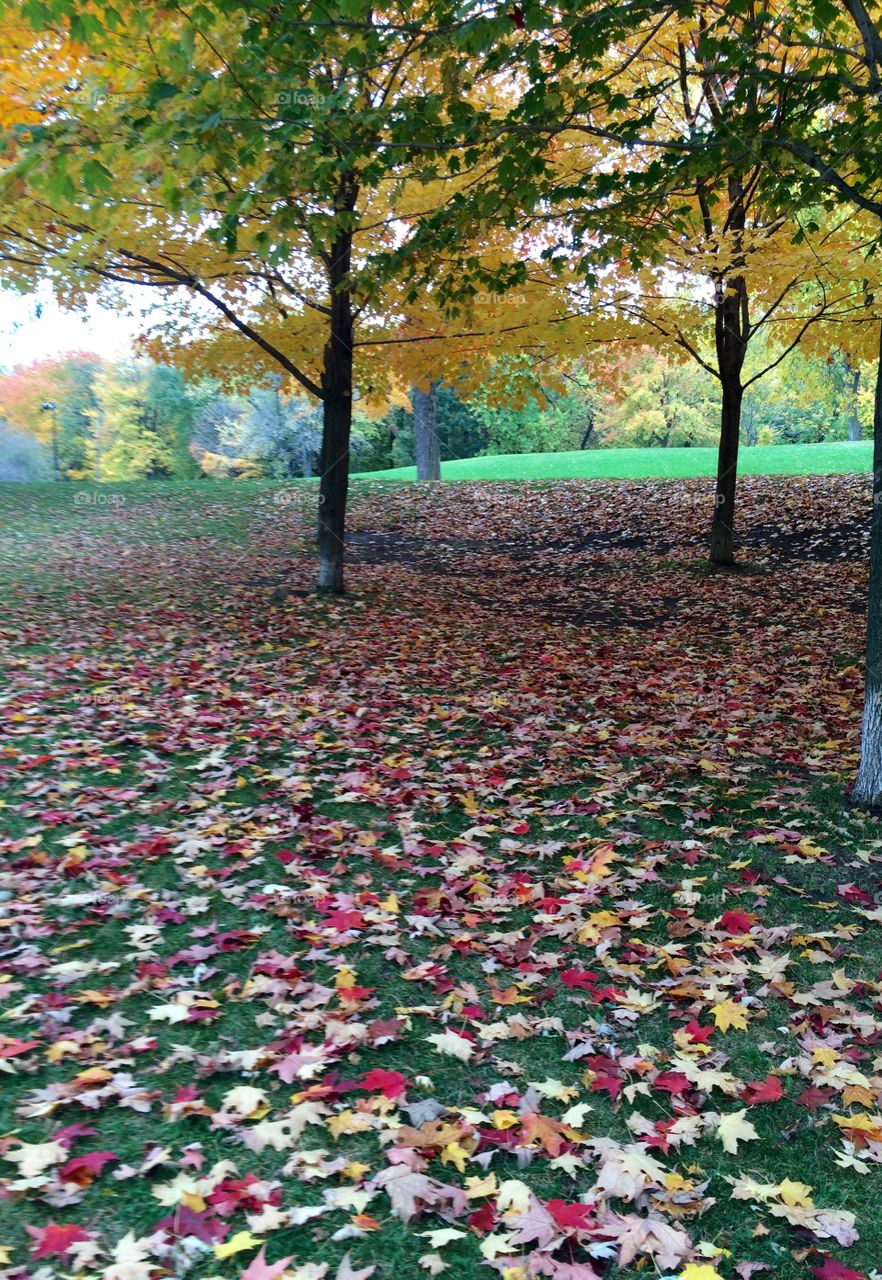 Autumn leaves in Montreal