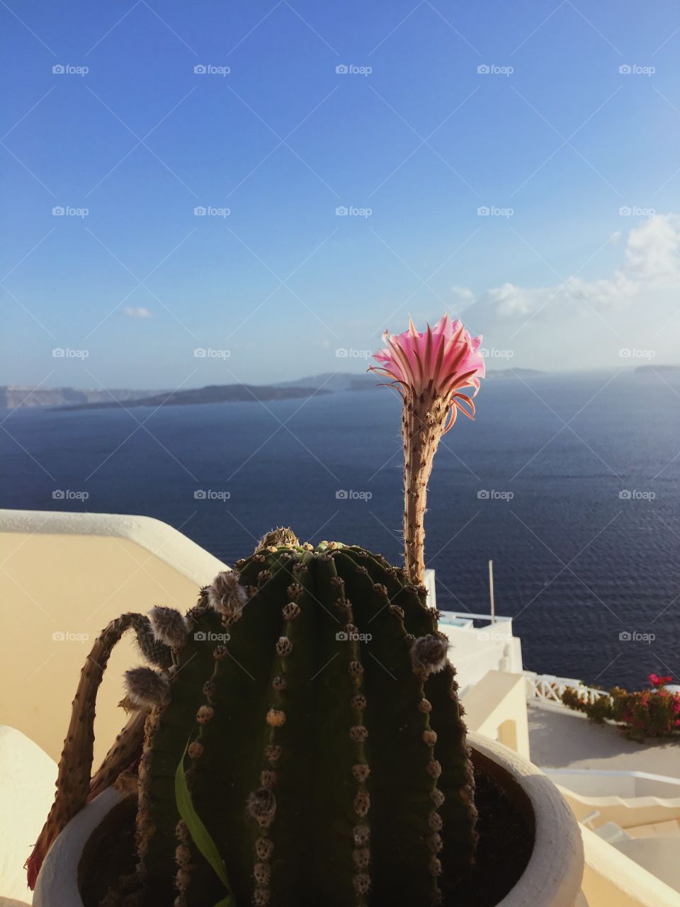 Cactus in Greece 