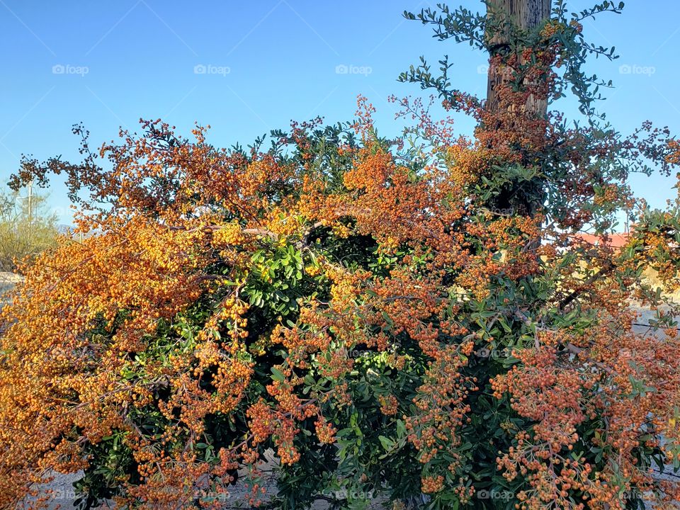 October Pyracantha
