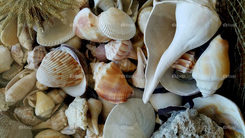 collection of shells.