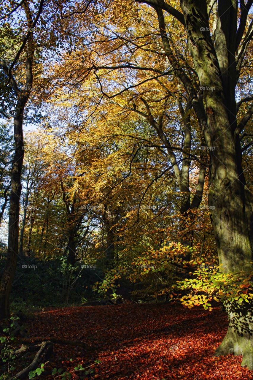 Autumn colour at Hanbury Wood, UK