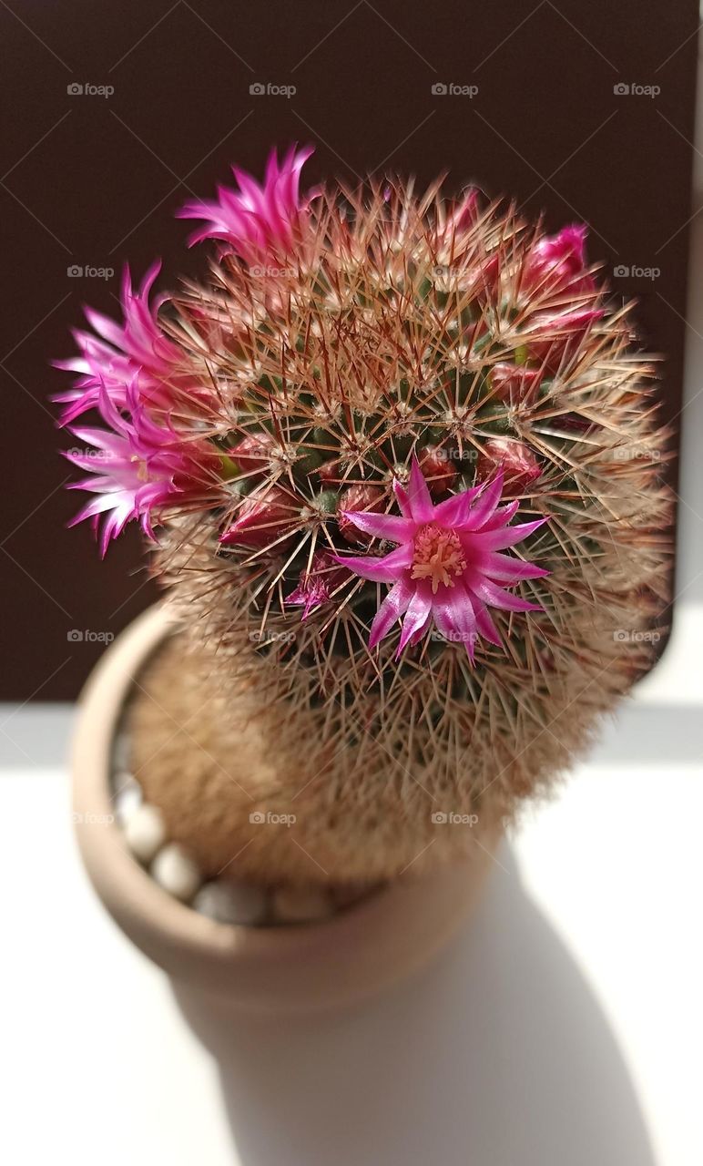 cactus house plant spring blooming, mobile photography